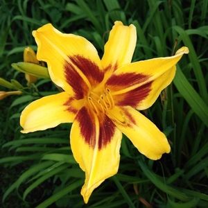 Meet your Posher, Pamela